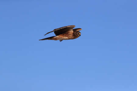 Northern Harrier ,Hawk, Bosque del Apache,wildlife reserve , New Mexico,USAの写真素材