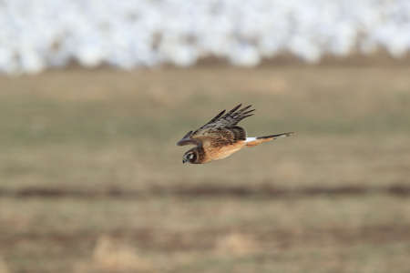 Northern Harrier ,Hawk, Bosque del Apache,wildlife reserve , New Mexico,USAの写真素材