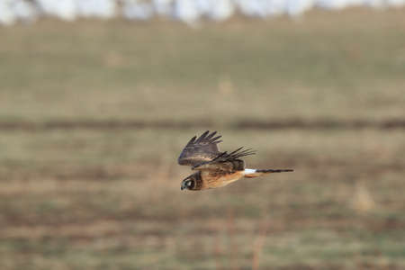 Northern Harrier ,Hawk, Bosque del Apache,wildlife reserve , New Mexico,USAの写真素材