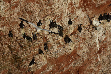 Northern Gannet (Morus bassanus) Heligoland Germanyの写真素材