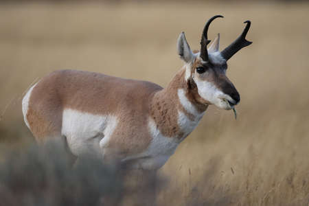 Pronghorn, Wyoming, Yellowstone National Parkの写真素材