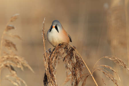 Bearded Reedling or Bearded Tit (Panurus biarmicus) Baden-Wuerttemberg, Germanyの写真素材