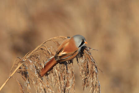 Bearded Reedling or Bearded Tit (Panurus biarmicus) Baden-Wuerttemberg, Germanyの写真素材