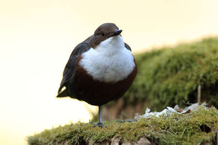 white-throated dipper germany