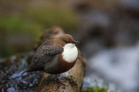 white-throated dipper germanyの写真素材