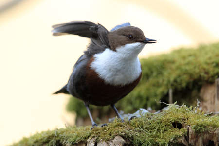 white-throated dipper germany