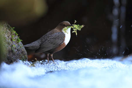 white-throated dipper germany