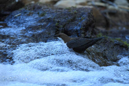 white-throated dipper germany
