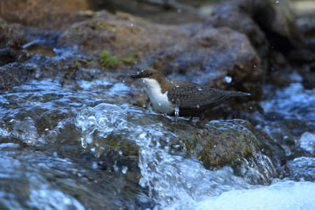 white-throated dipper germany