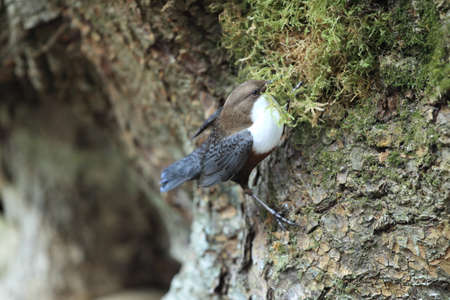 white-throated dipper germany