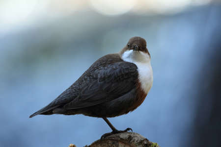 white-throated dipper germanyの写真素材