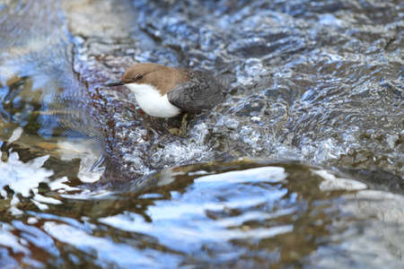White-throated dipper germanyの写真素材