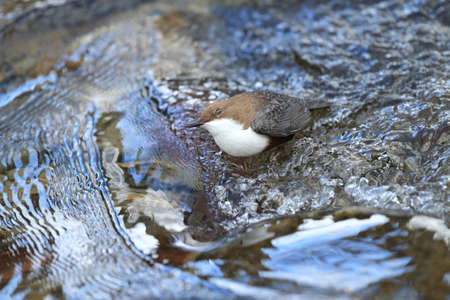 White-throated dipper germanyの写真素材