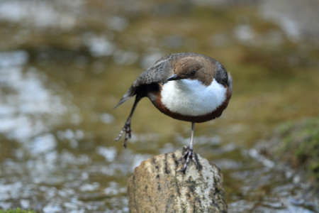 White-throated dipper germany