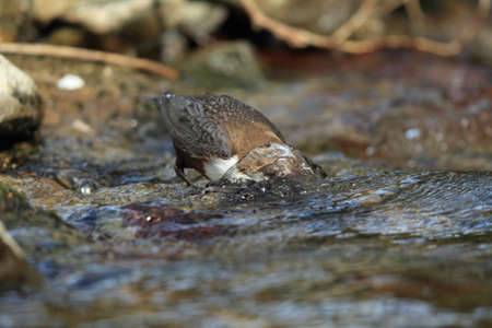 White-throated dipper germanyの写真素材
