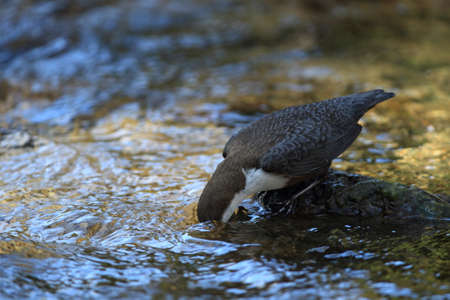 white-throated dipper germany