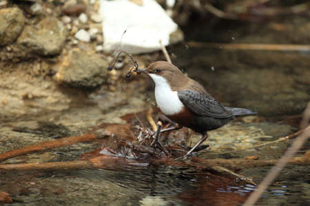 white-throated dipper germany