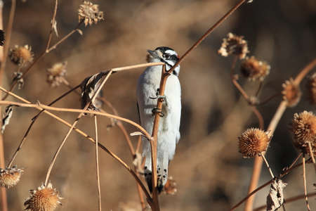 Downy woodpecker Bosque del Apache Wildlife Reserve New Mexico USA