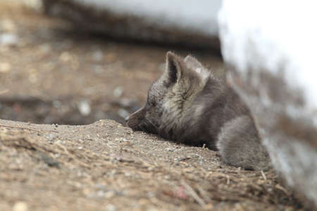 Silver Fox (Vulpes vulpes) - Silver phase of Red Fox Cubs, Washington WA , USA