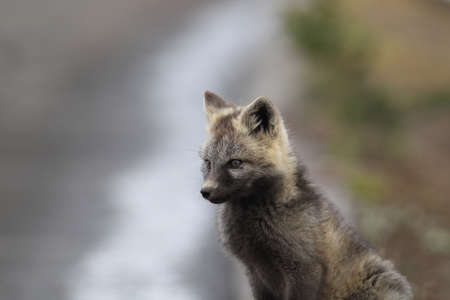 Silver Fox (Vulpes vulpes) - Silver phase of Red Fox Cubs, Washington WA , USAの写真素材