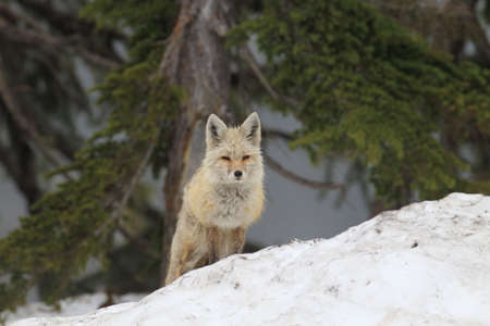 Red Fox , Washington WA , USA