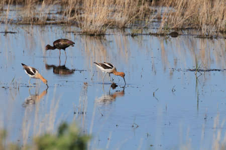 American Avocet Oregon USAの写真素材