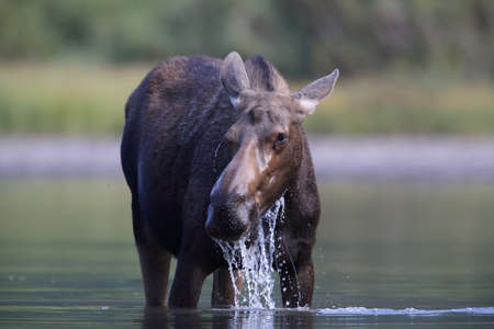 Moose Feeding in Pond in Glacier National Park in Montana USAの写真素材