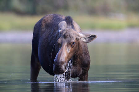 Moose Feeding in Pond in Glacier National Park in Montana USAの写真素材