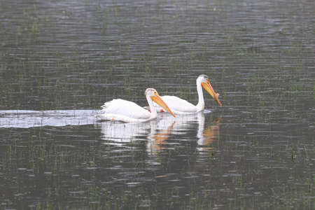 American White Pelican, Pelecanus erythrorhynchos, on Upper Klamath Lake near Klamath Falls Oregonの写真素材