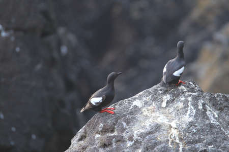Pigeon Guillemot , Oregon Coast USAの写真素材