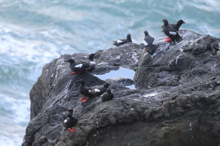 Pigeon Guillemot , Oregon Coast USAの写真素材