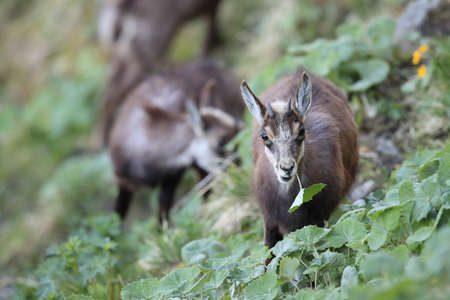 Chamois (Rupicapra rupicapra)  Vosges Mountains, Franceの写真素材