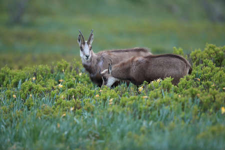 Chamois (Rupicapra rupicapra)  Vosges Mountains, Franceの写真素材