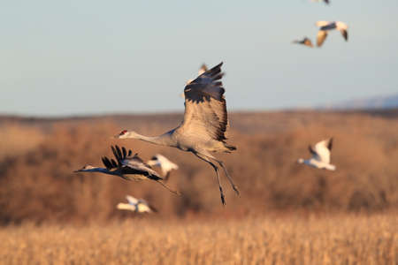 Sandhill Cranes Bosque del Apache Wildlife Reserve New Mexico USAの写真素材