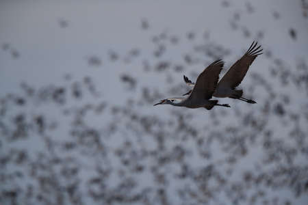 Sandhill Cranes Bosque del Apache Wildlife Reserve New Mexico USAの写真素材