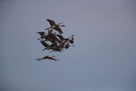 Sandhill Cranes Bosque del Apache Wildlife Reserve New Mexico USAの写真素材