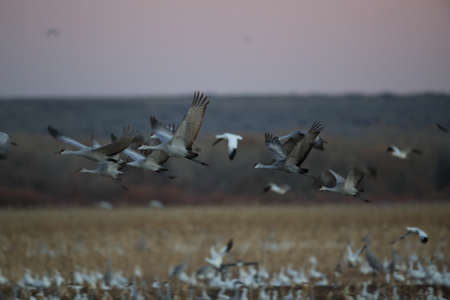 Sandhill Cranes Bosque del Apache Wildlife Reserve New Mexico USAの写真素材