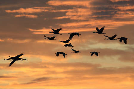 Sandhill Cranes Bosque del Apache Wildlife Reserve New Mexico USA