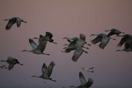 Sandhill Cranes Bosque del Apache Wildlife Reserve New Mexico USAの写真素材