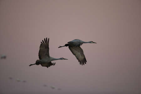 Sandhill Cranes Bosque del Apache Wildlife Reserve New Mexico USAの写真素材