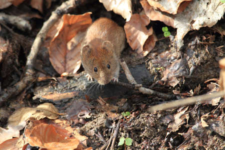 bank vole (Myodes glareolus; formerly Clethrionomys glareolus) Germanyの写真素材