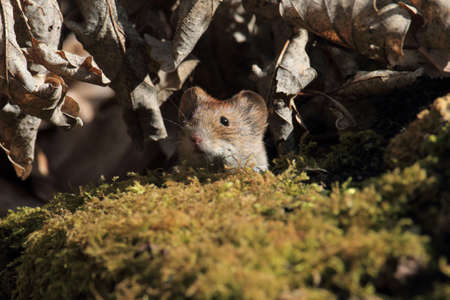 bank vole (Myodes glareolus; formerly Clethrionomys glareolus) Germanyの写真素材