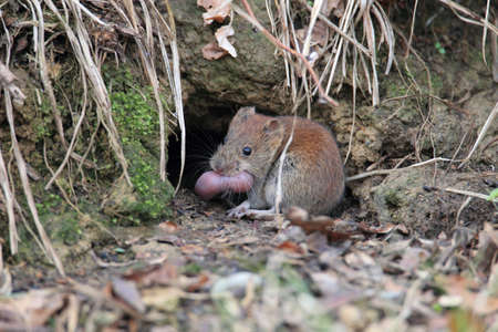 bank vole (Myodes glareolus; formerly Clethrionomys glareolus) carries its youngs  Germanyの写真素材