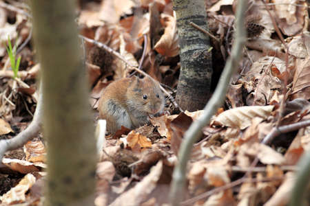 bank vole (Myodes glareolus; formerly Clethrionomys glareolus) Germanyの写真素材
