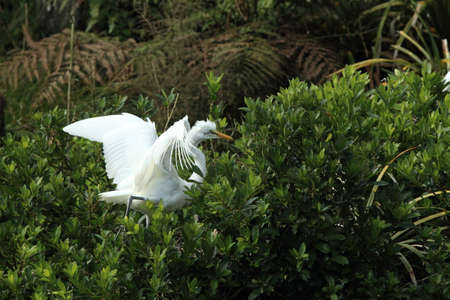Egret colony at Whataroa New Zealand