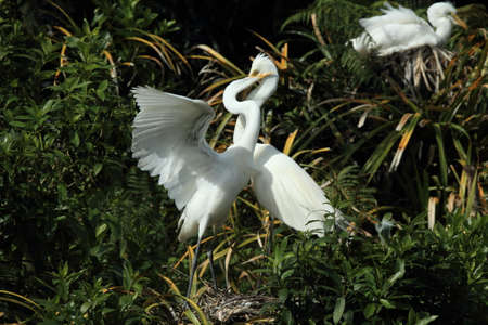 Egret colony at Whataroa New Zealand