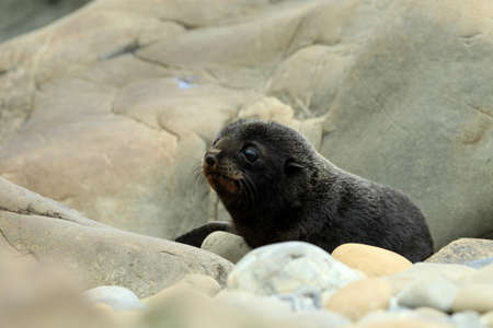 New Zealand sea lion (Phocarctos hookeri) Cub New Zealandの写真素材