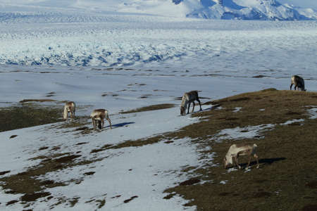 Reindeer, Caribou, Icelandの写真素材