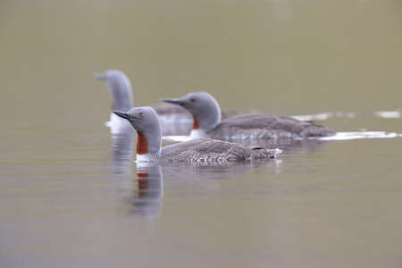 red-throated loon (North America) or red-throated diver (Britain and Ireland)の写真素材