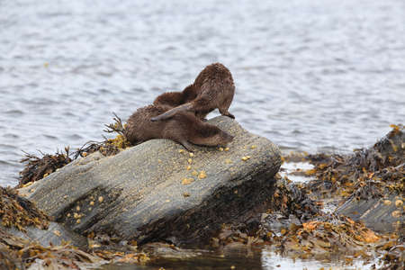 Eurasian otter on the norwegian coastの写真素材